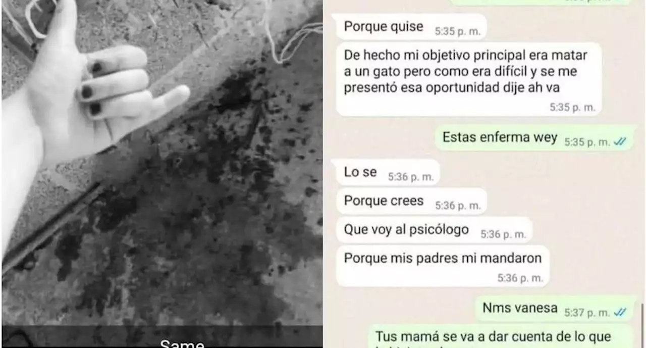 Estudiante de preparatoria mata con extrema crueldad a cachorro en Huachinango, Puebla