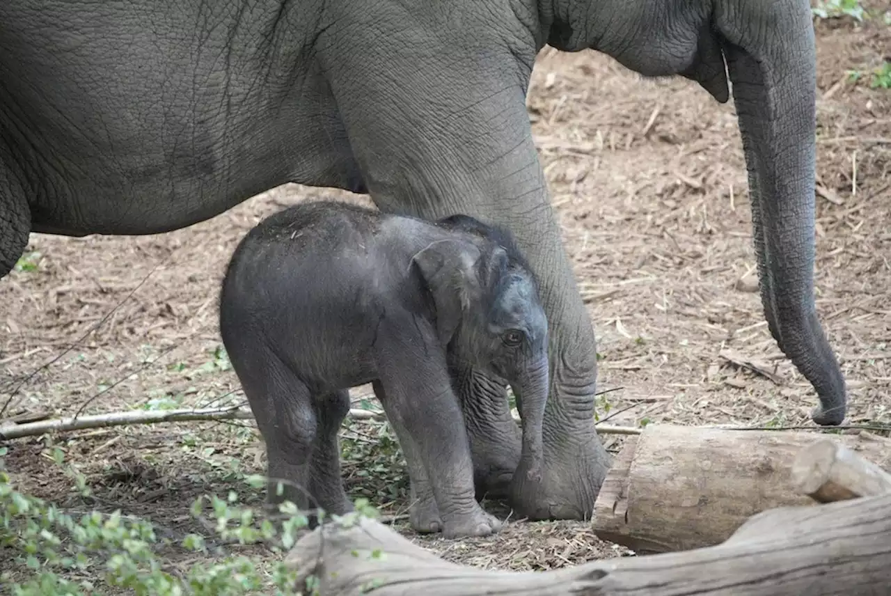 Beim Pipi machen beobachtet: Elefanten-Baby im Kölner Zoo – endlich steht Geschlecht fest