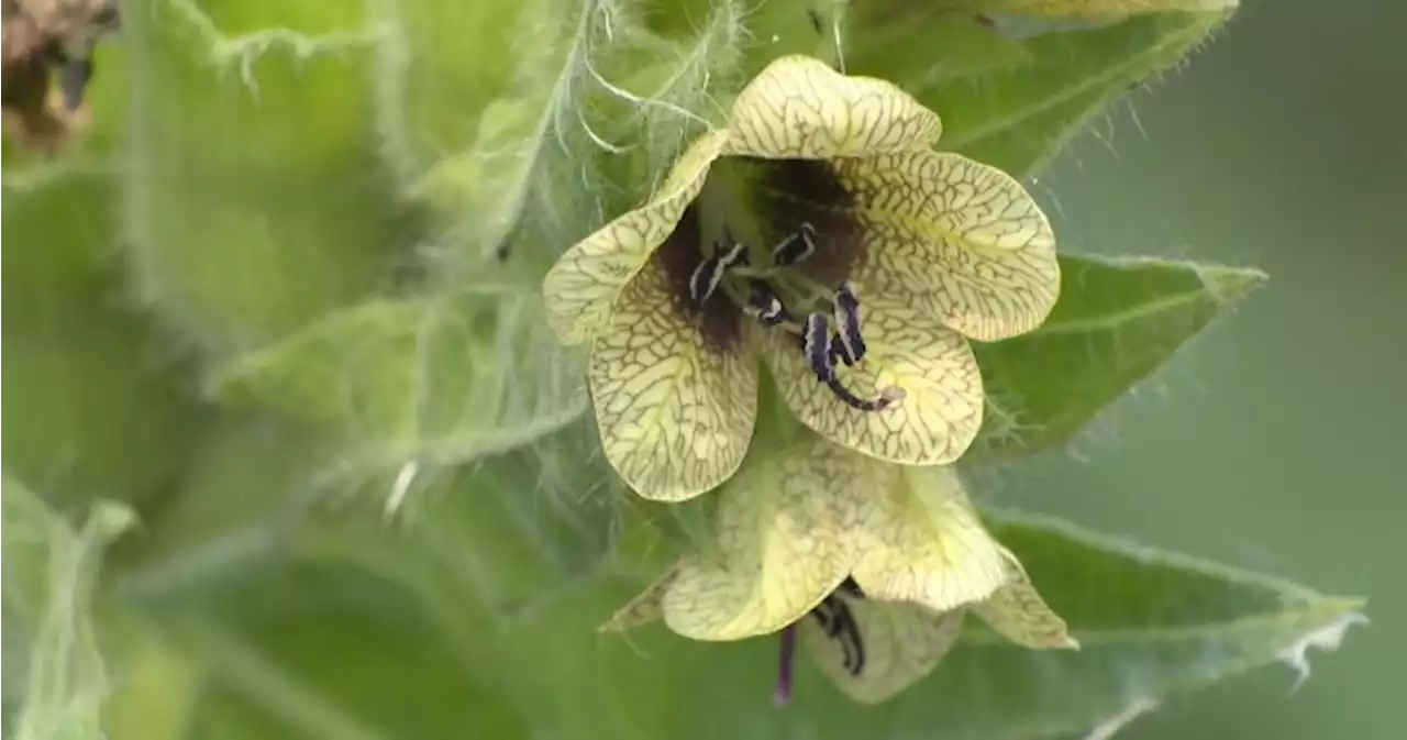 Noxious black henbane taking root in Calgary - Calgary | Globalnews.ca