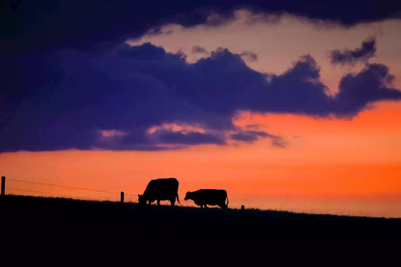 Recent rain may not be enough to halt shrinking of Canada’s cattle herd