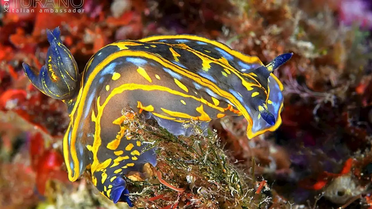 Nudibranchi, le lumache del mare (di F. Turano)