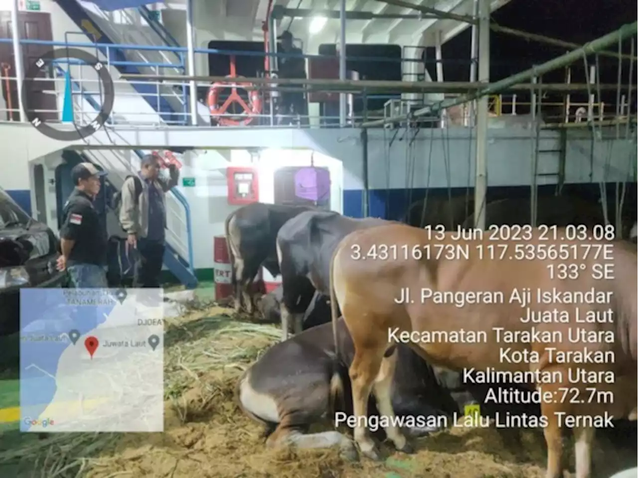 Waduh, 44 Ekor Sapi Masuk Tarakan Tanpa Dokumen