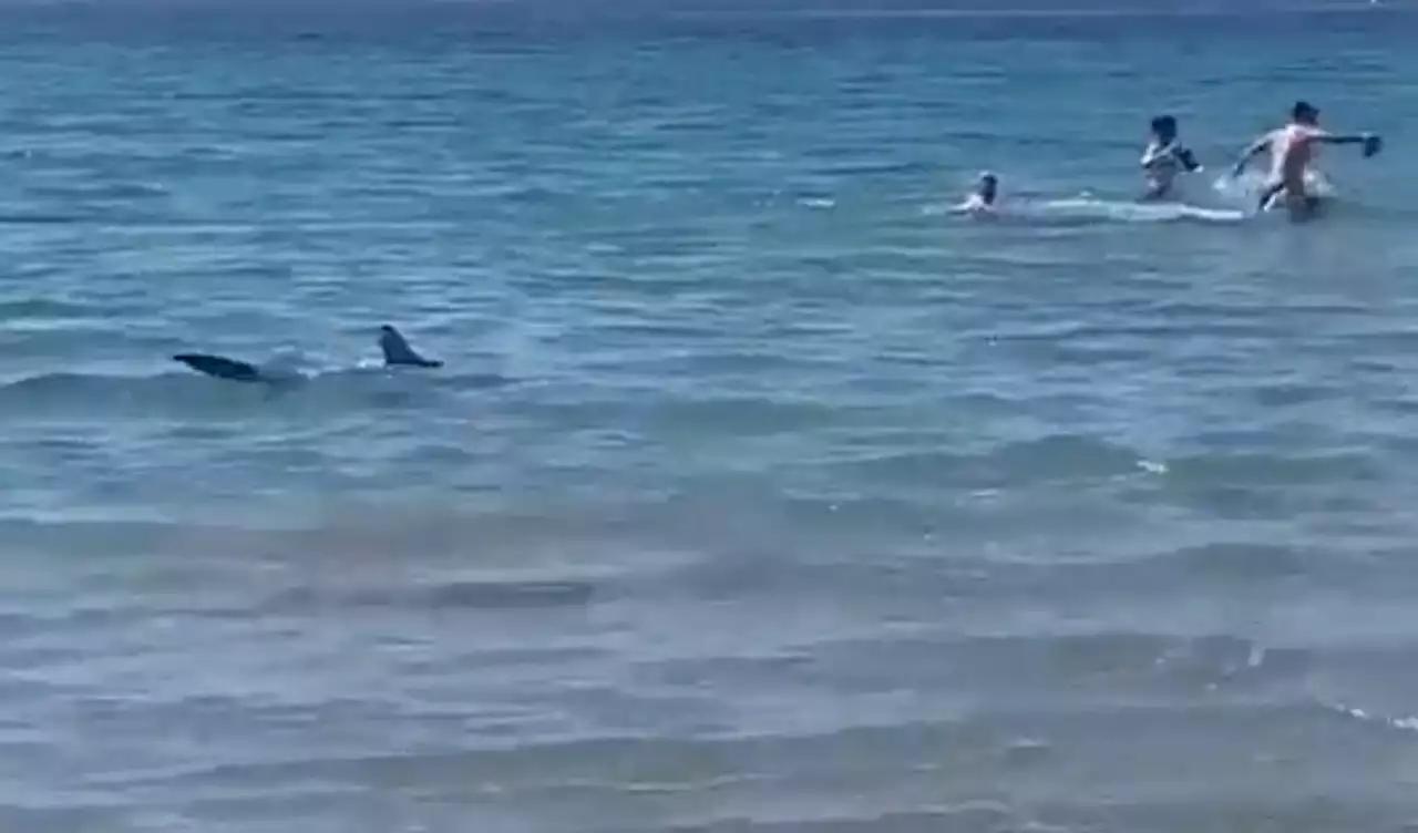 Banhistas fogem de tubarão em praia da Espanha; vídeo