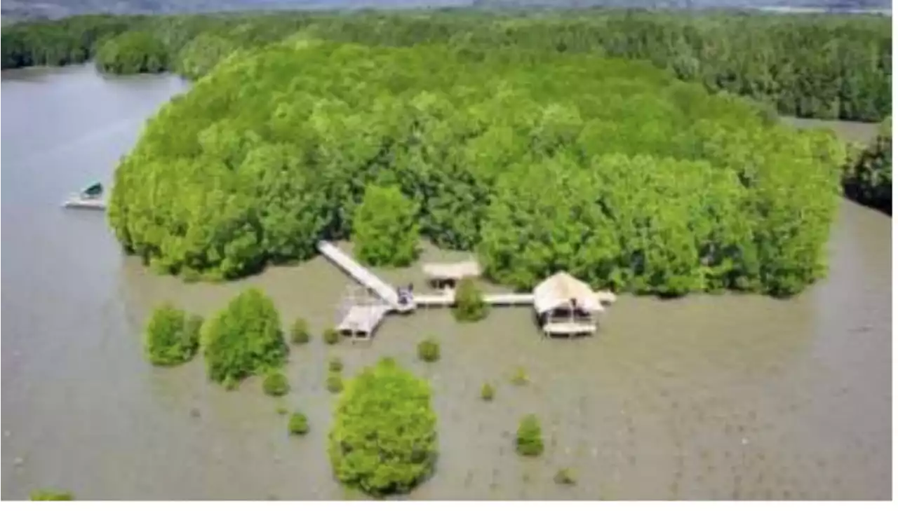 MPMX Lanjutkan Rehabilitasi Mangrove di NTT