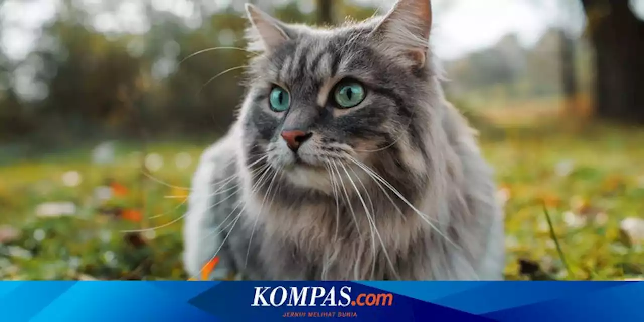 5 Cara Menjaga Kesehatan Kucing Senior agar Panjang Umur