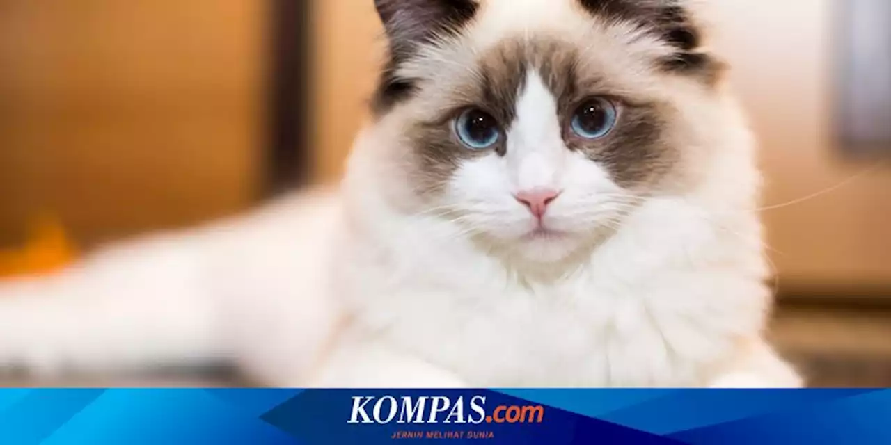 5 Ras Kucing Berkepribadian Ramah dan Tenang untuk Anak-anak