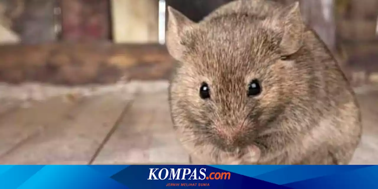 Tikus di Paris Tak Terkendali, Warga Diminta Hidup Berdampingan