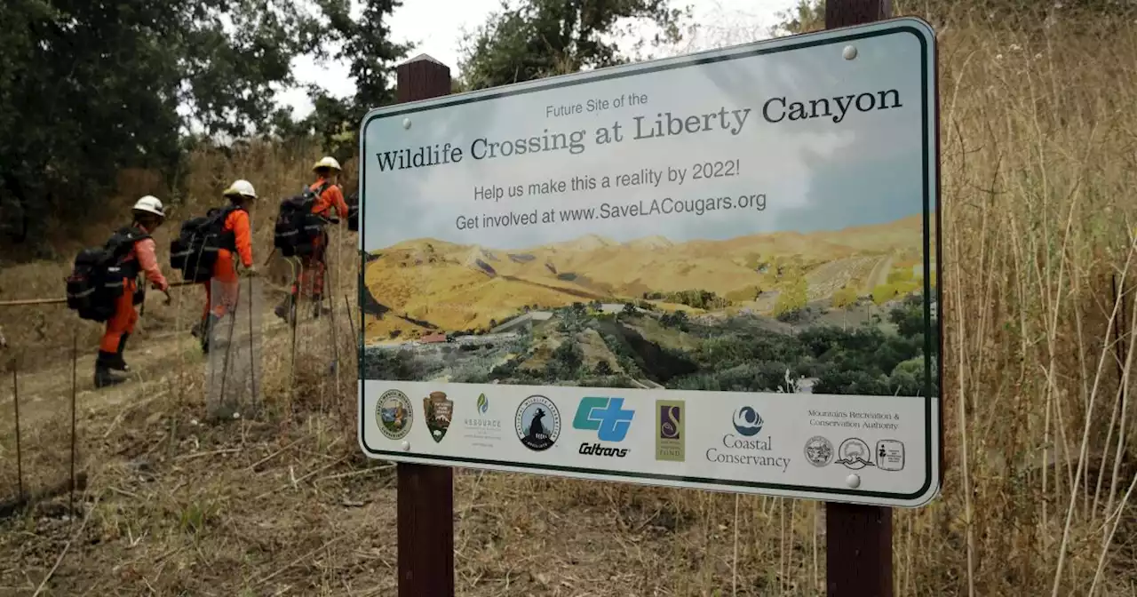 Proposed Bay Area wildlife crossing is latest effort to save California pumas, other animals