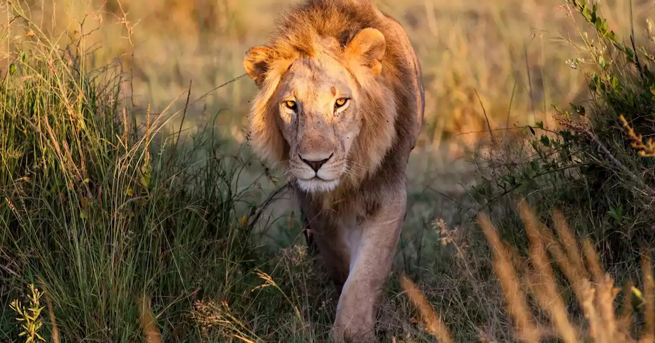 Kenya : la mort de six lions tués à coups de lance ravive les tensions entre éleveurs Massaï et défenseurs de la faune sauvage