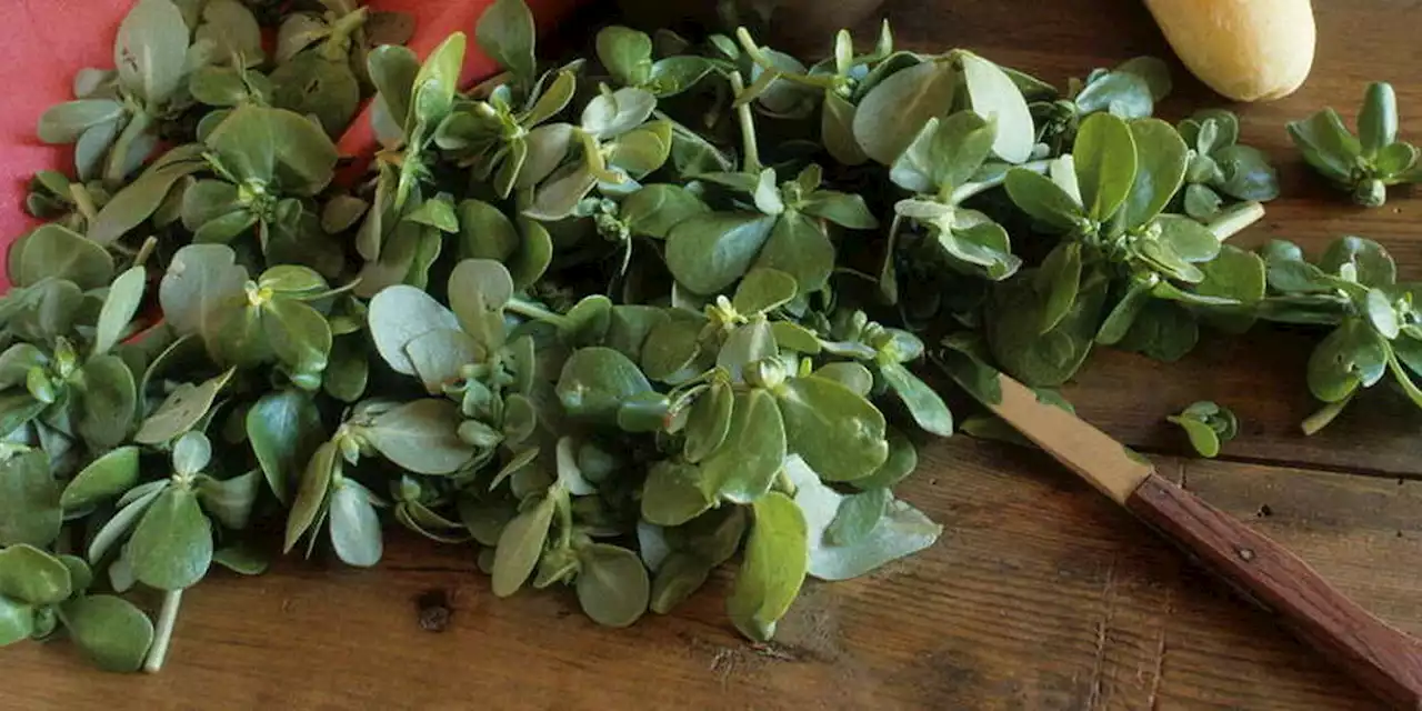 Le pourpier : cette salade mal aimée qui vous fait du bien