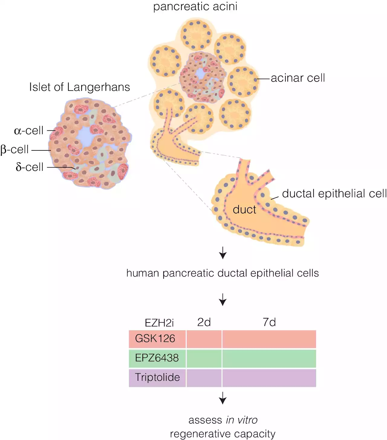 Study shows reactivation of beta-like cells in the pancreas to produce insulin