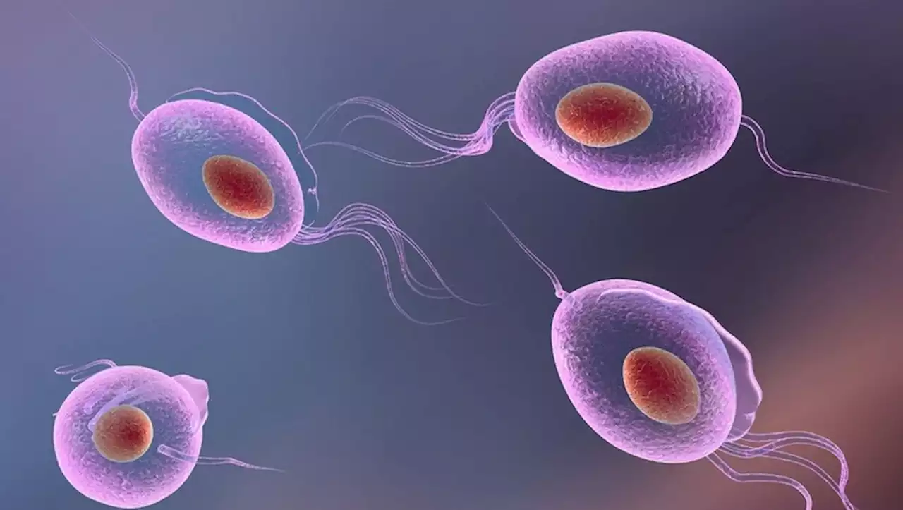 La trichomonase : cette infection sexuellement transmissible très courante et pourtant encore méconnue