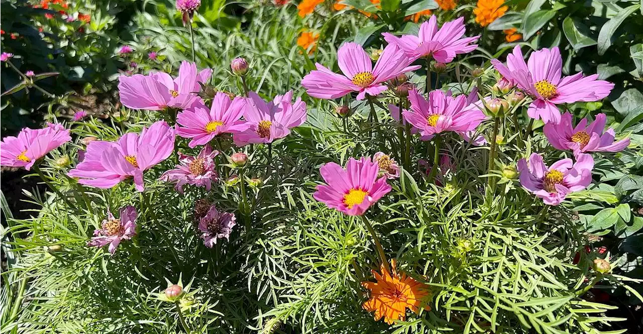 Schön und schnell: Wie man mit Blüten Lücken schließt