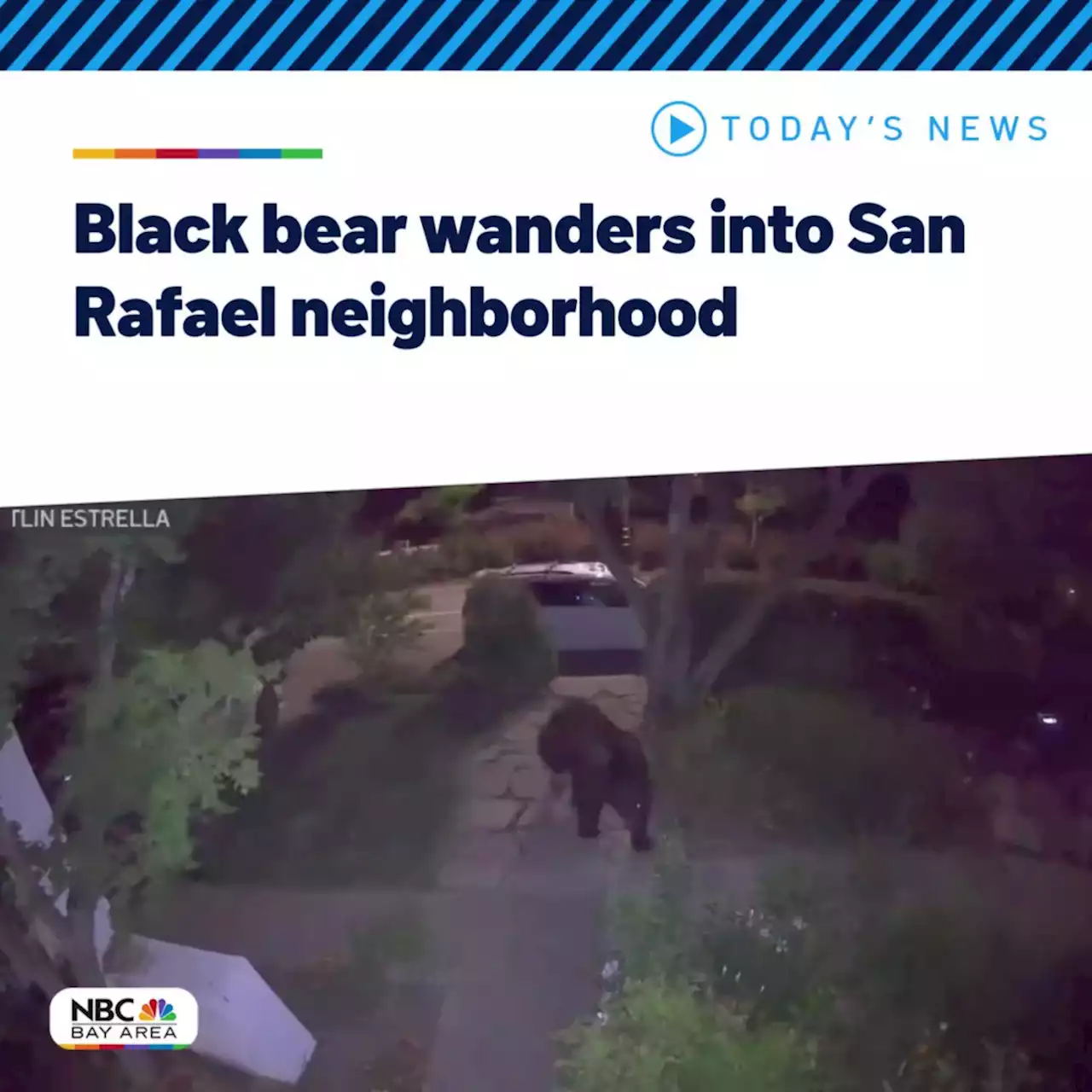 Watch: Black bear wanders into California neighborhood and snacks on homeowner's strawberry plant