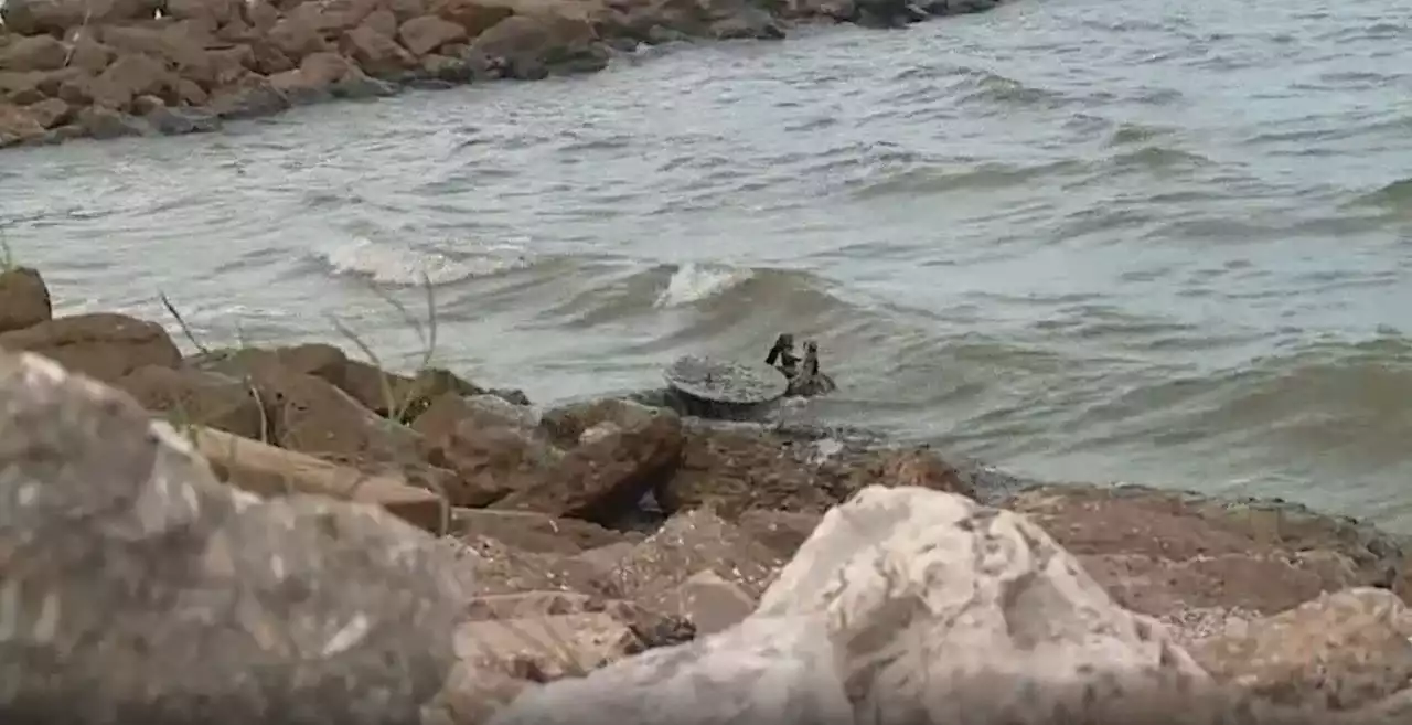 New Texas Beach Watch Program will send alerts on bacteria levels