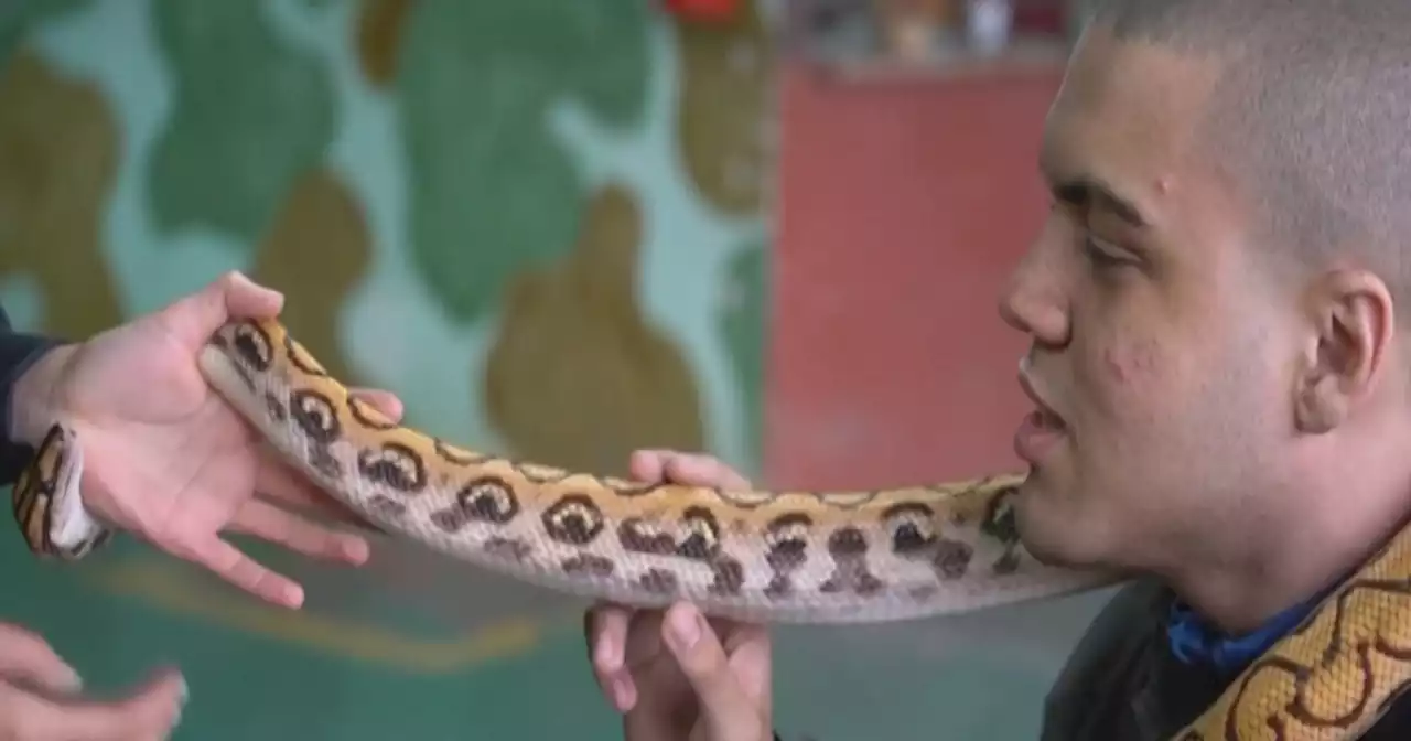 Terapia con reptiles: la alternativa de un centro brasileño para pacientes con autismo