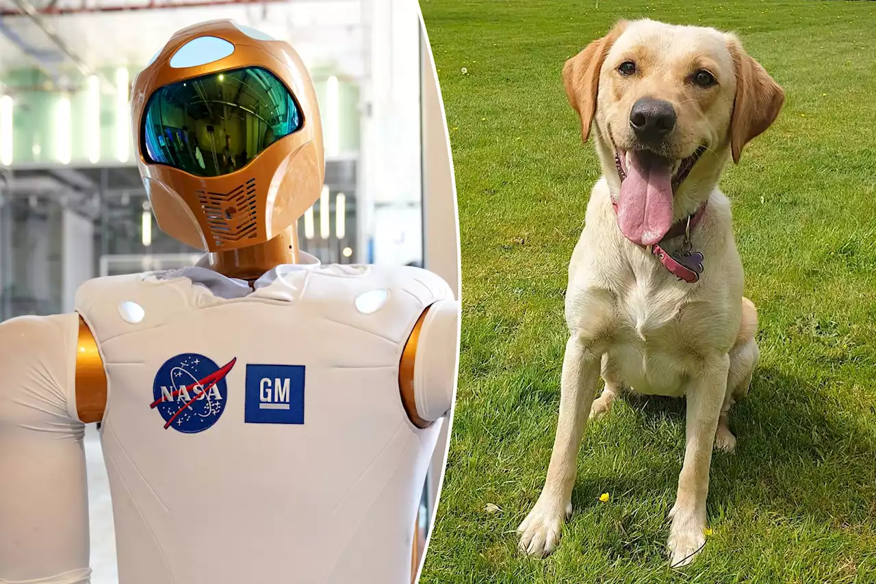 Ruh-roh, ChatGPT: Dogs are smarter than AI, scientist claims