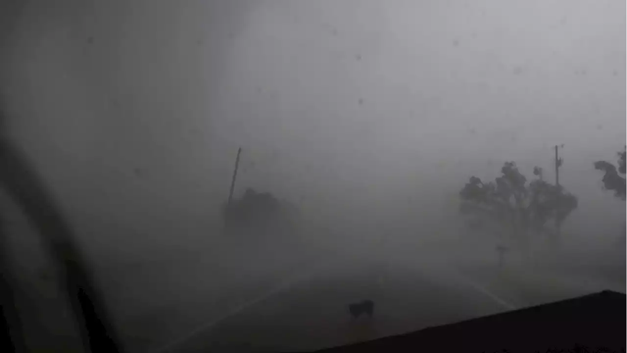 Storm chasers save dog caught in Oklahoma tornado: video