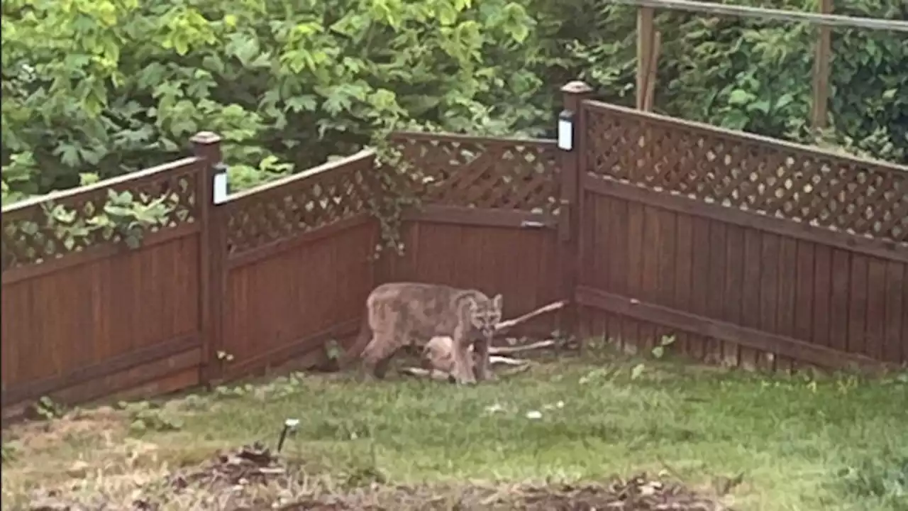 Morning surprise: Nanaimo family wakes to find cougar and freshly killed deer in yard