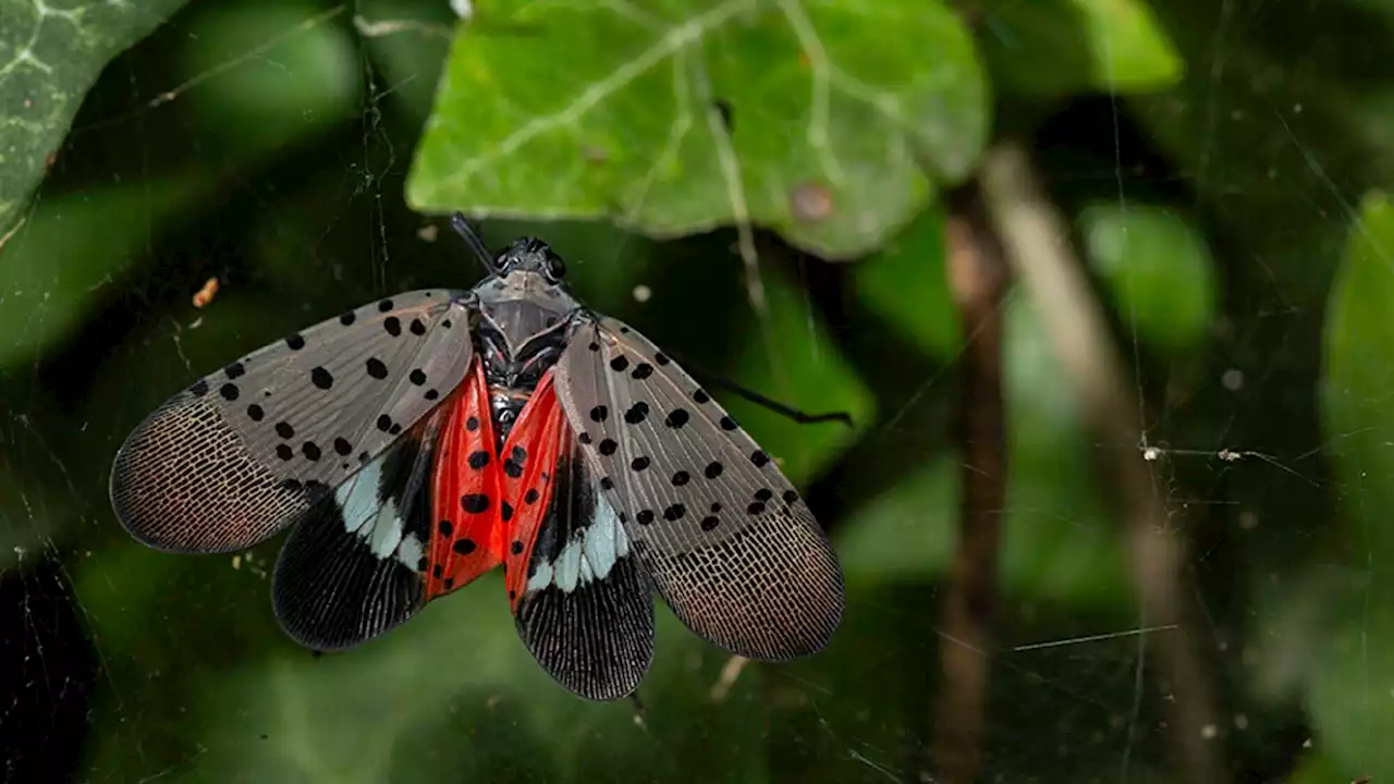 This lanternfly-egg-hunting robot could mean fewer bugs to squish