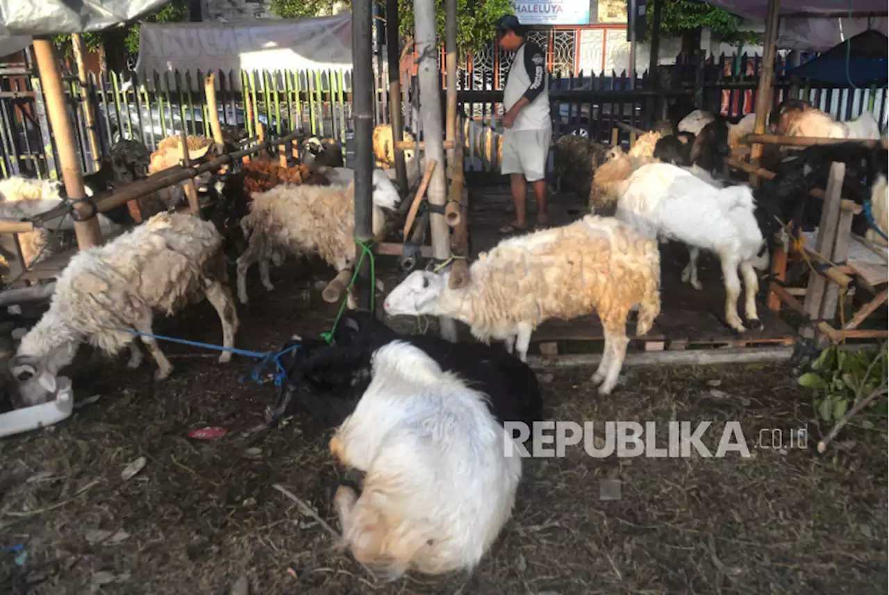 Ketersediaan Sapi dan Kambing Kurban di DIY Mencukupi, Domba Masih Minus |Republika Online