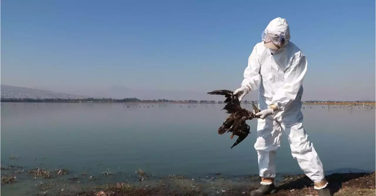 Mexico says mass bird deaths likely caused by El Niño's hotter waters