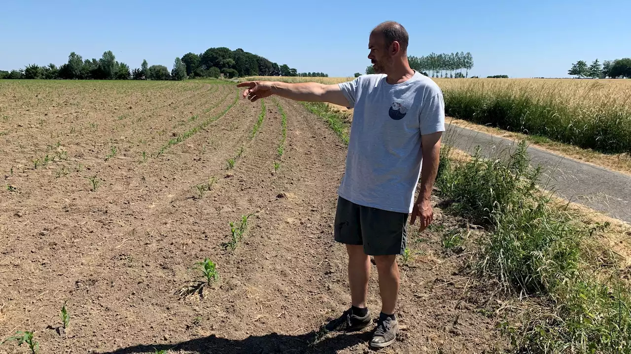 Ces coups de canon pour éloigner les oiseaux qui dérangent certains riverains à Braine-le-Comte