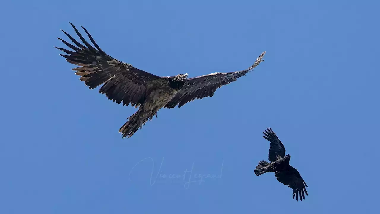 Un immense rapace survole Bruxelles : le gypaète barbu est un vautour casseur d’os