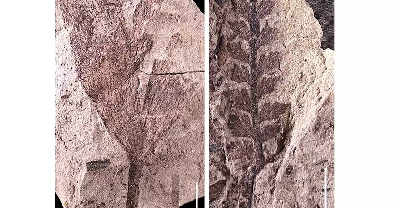 Fossil discovery suggests humid forest once blanketed northeastern Utah