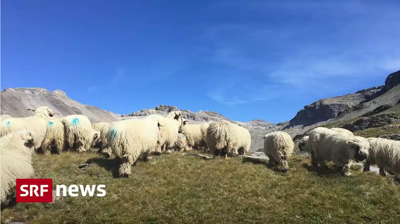 Eigener Herdenschutz - So will das Wallis die Schafe vor dem Wolf schützen