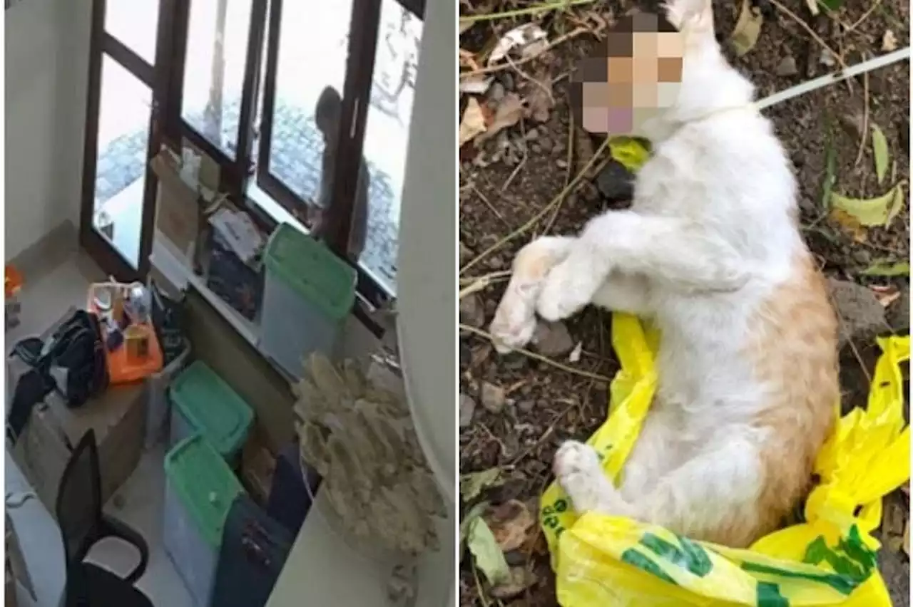 S’pore nurse accused of stealing, strangling kitten at Bali resort; local police investigating