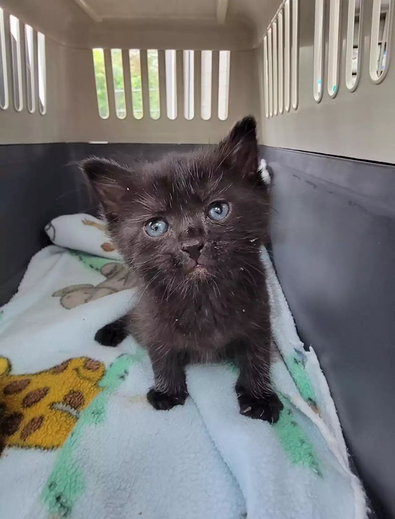 Kitten stuck under floor of Surrey, B.C., home for 4 days is cut free by firefighters