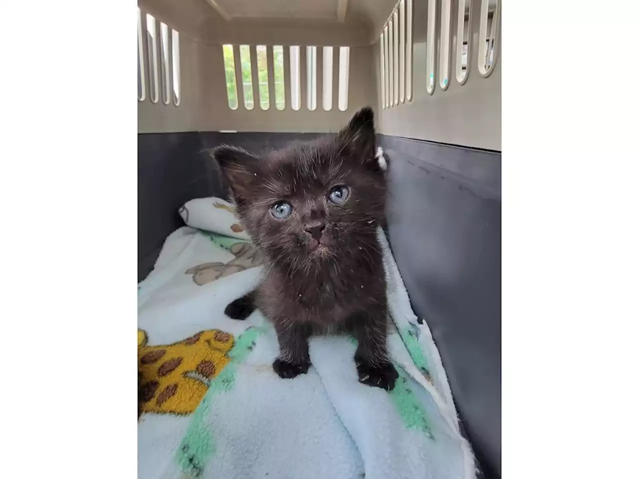 Kitten stuck under floor of Surrey home for 4 days is cut free by firefighters