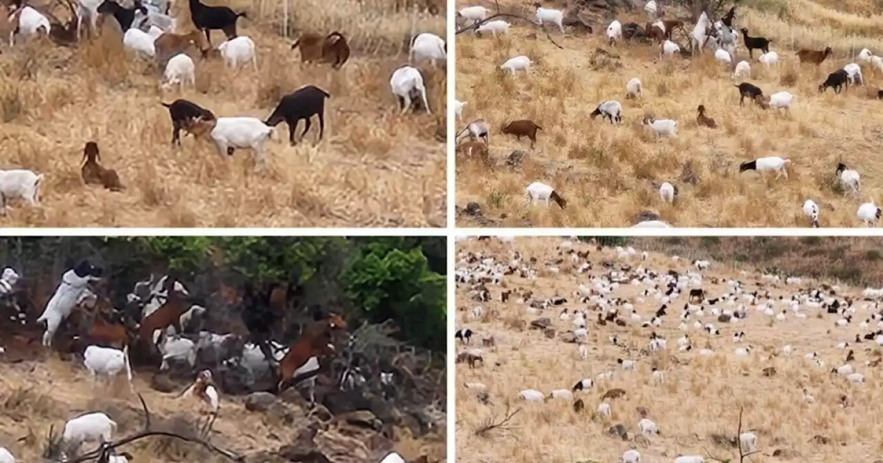 About 700 goats are working to protect Reagan Library from wildfires