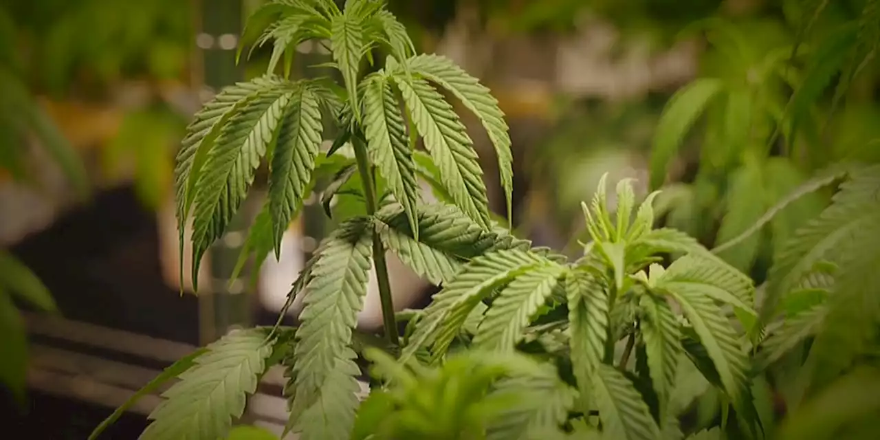 ‘Potential inconsistencies’ prompt Alabama to pause medical marijuana licenses