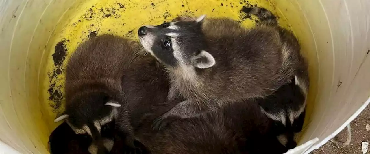 Demolition crew saves abandoned litter of baby raccoons in Utah