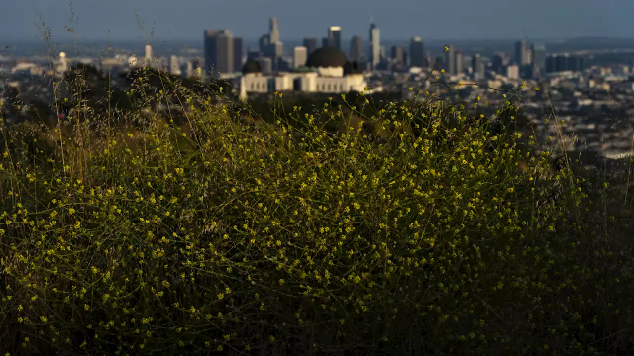 California's wet winter led to destructive 'superbloom' of wild mustard, increasing wildfire risk