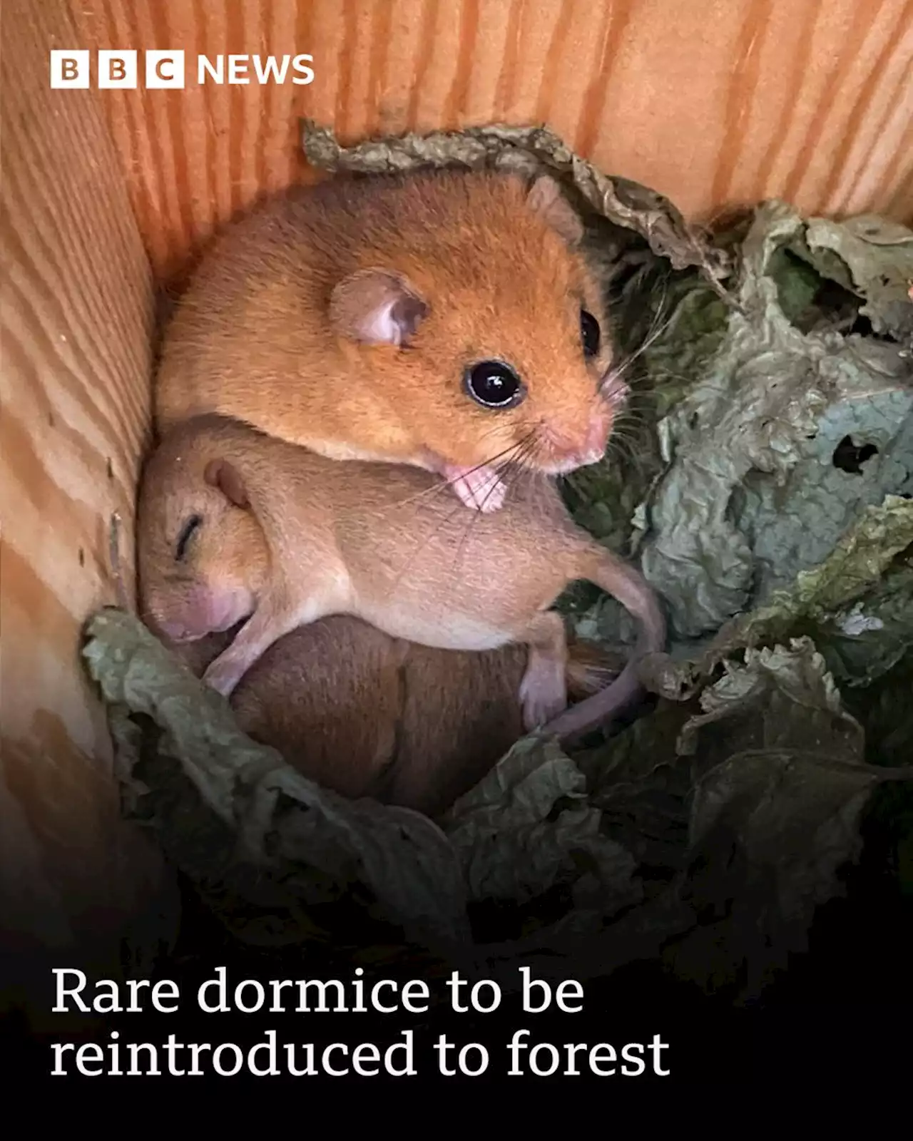 Rare hazel dormice to be reintroduced into National Forest