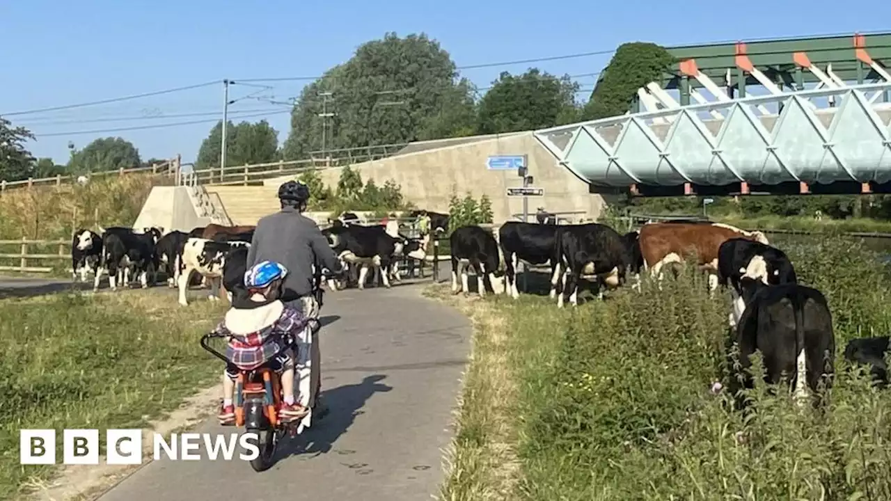 Cambridge cows exploit new cycle-friendly cattle grids to roam free