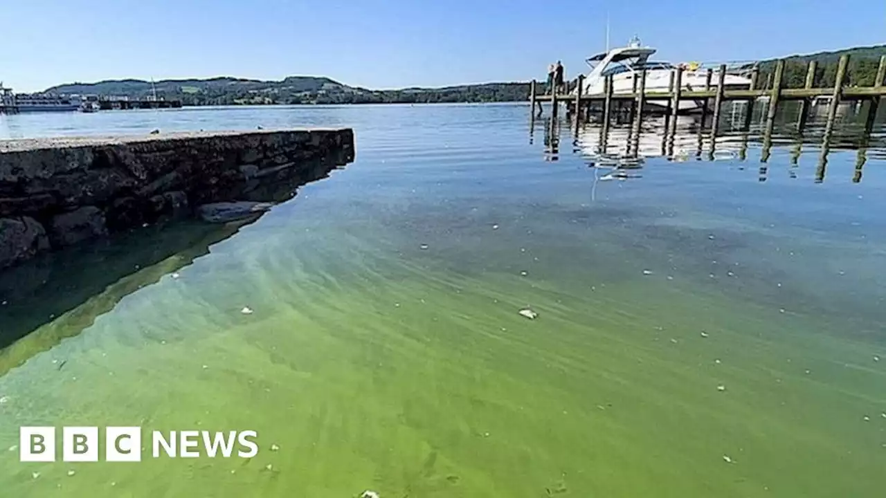 Windermere algal bloom prompts warning to stay out of water