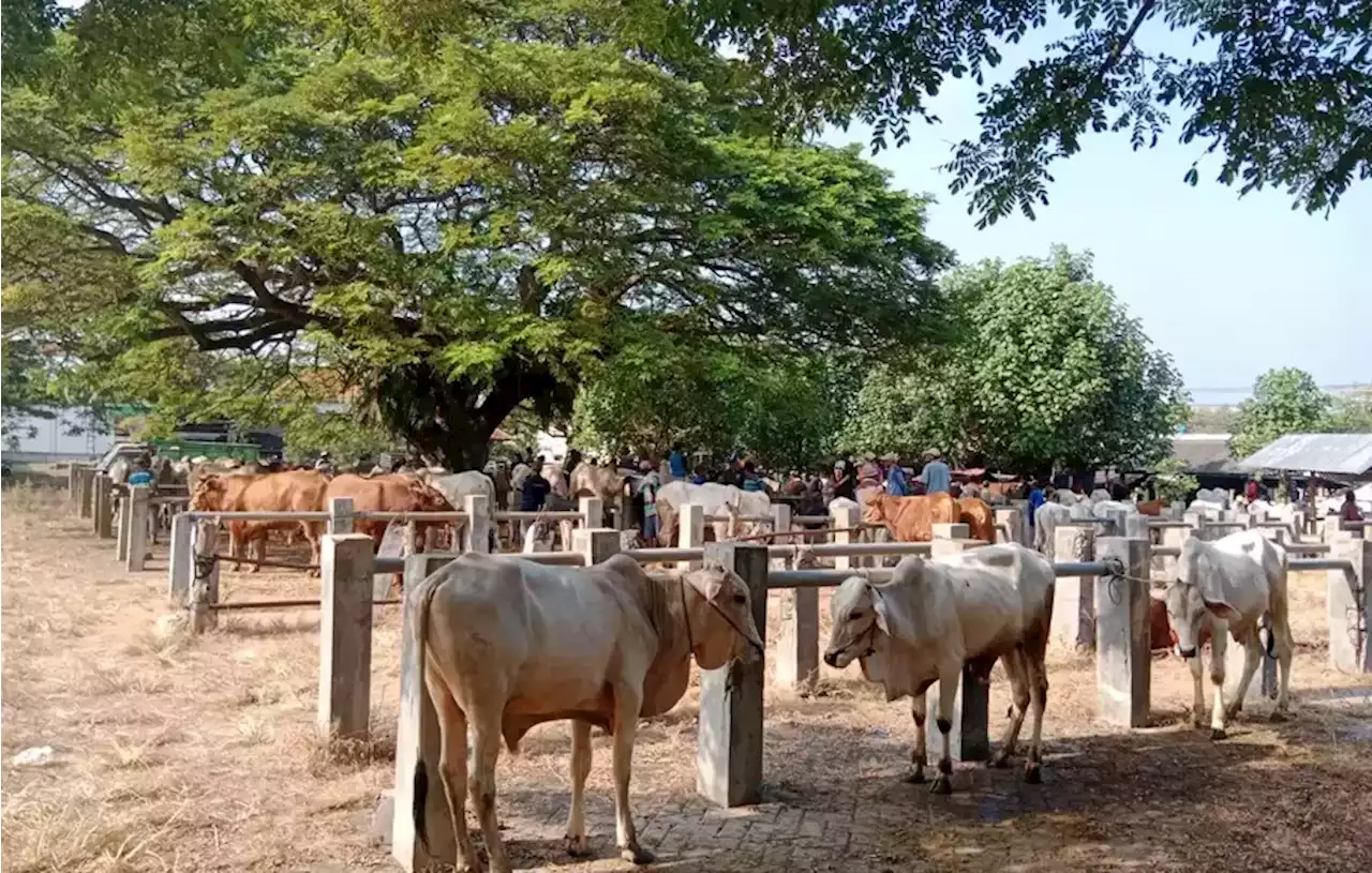 Distan Gresik Imbau Masyarakat Teliti Pilih Hewan Kurban