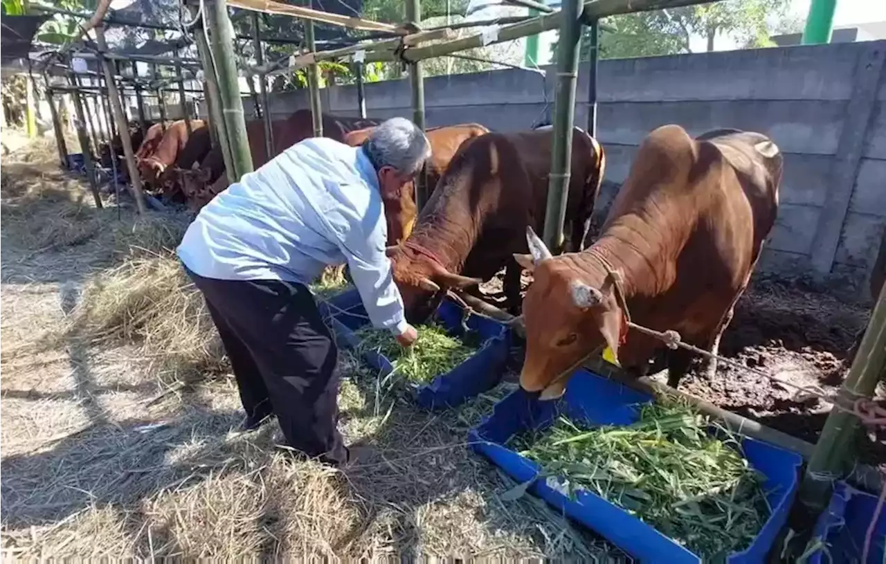 Jaga Imunitas Hewan Kurban, Pedagang Andalkan Pakan Jagung Manis