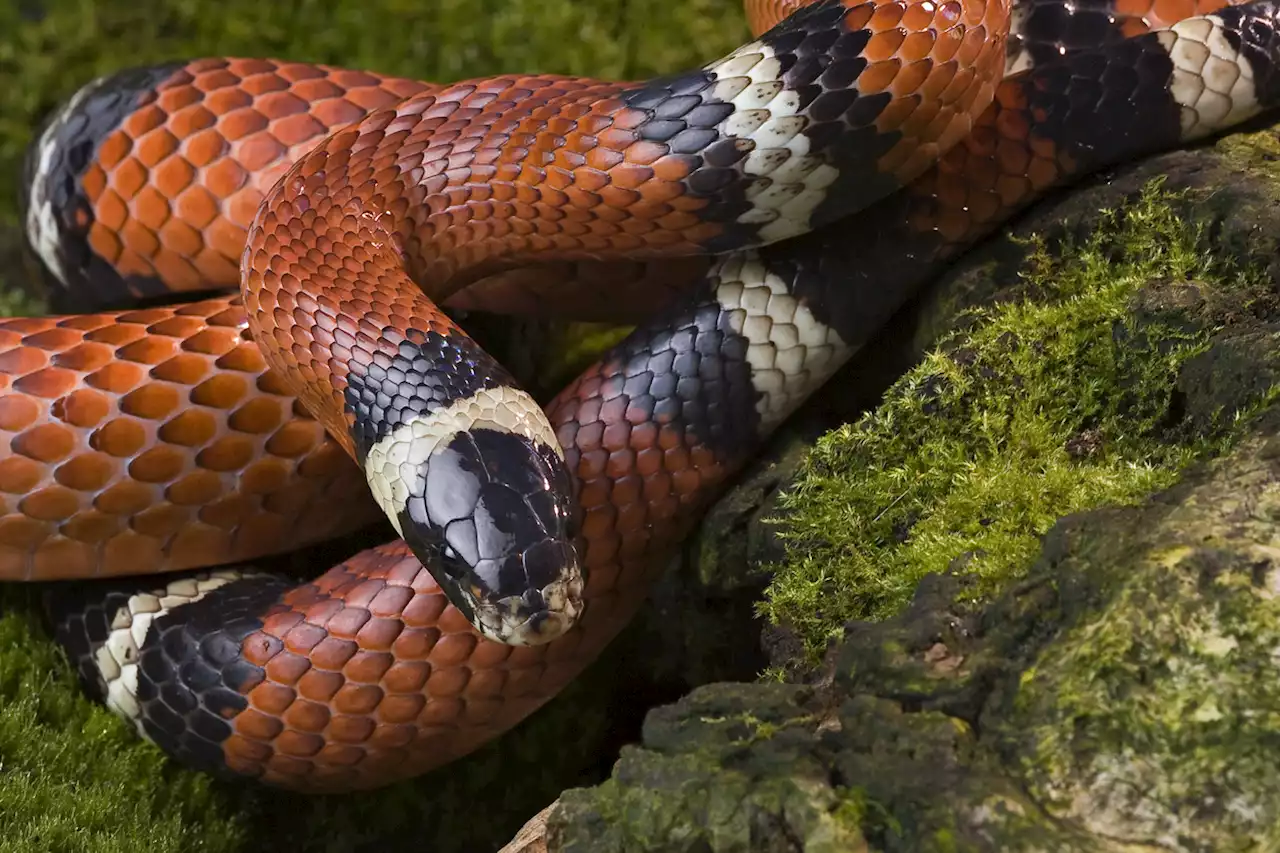 Expert Shares What Not to Do When You See a Snake After Being Bitten 50 Times