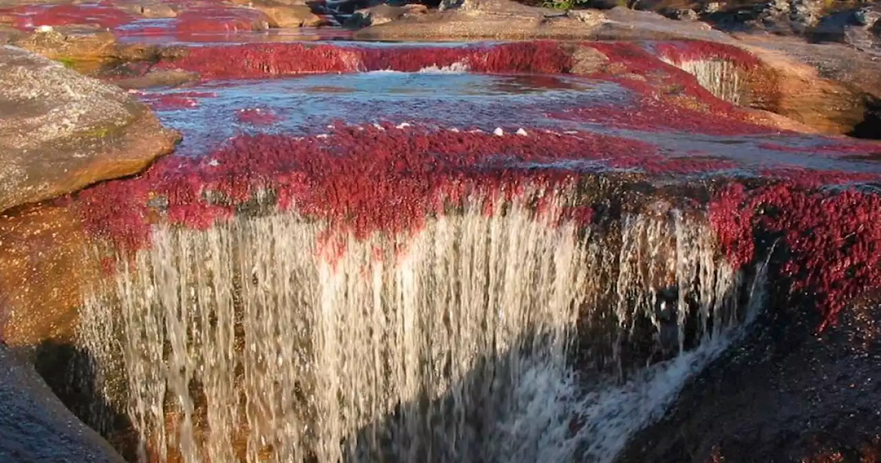 Caño Cristales en el Meta, reabre para turistas