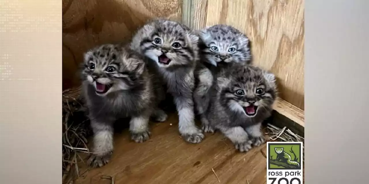 CUTE: Zoo welcomes Pallas’s cat kittens