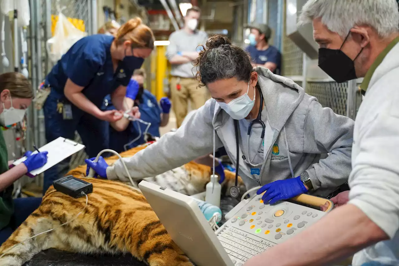 No Tiger Babies At The National Zoo After Failed Insemination