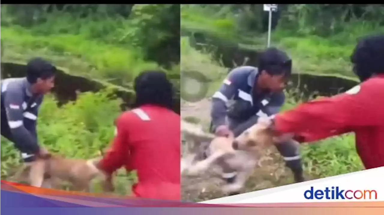 3 Pekerja di Nunukan Buang Anjing Jadi Santapan Buaya Dipecat Perusahaan