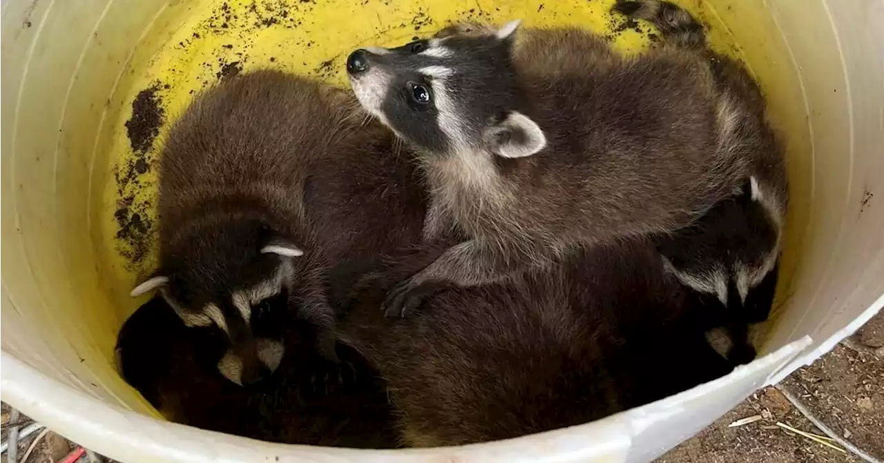 ‘They heard chirping in the rubble’: Utah demolition crew saves abandoned baby raccoons