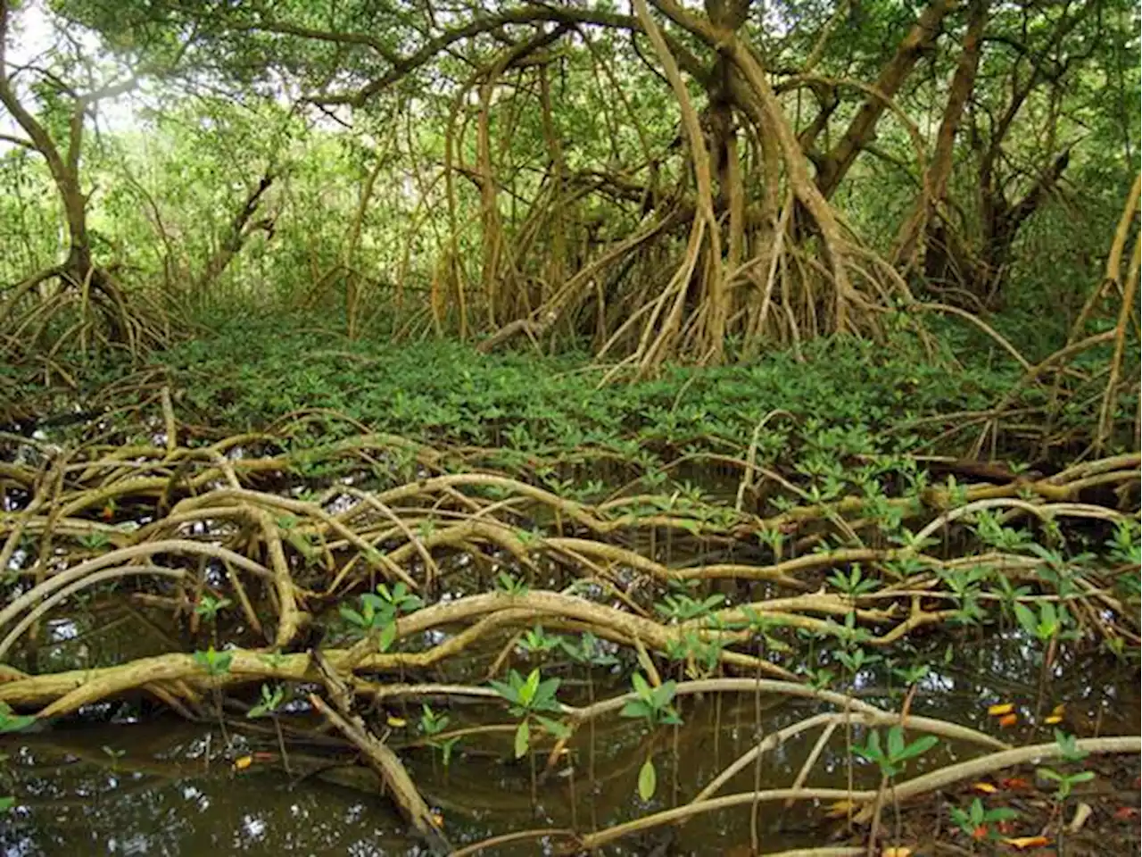 Restauración ecológica de manglar, una oportunidad para el Caribe y el Pacífico