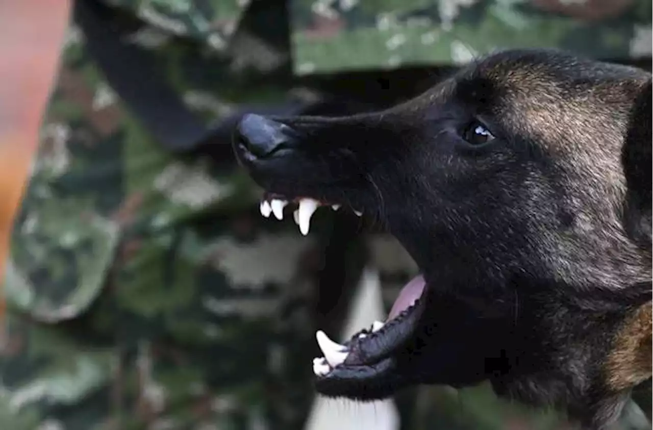 Wilson, el perro rescatista, podría sobrevivir en la selva con su instinto de caza